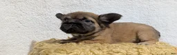 French Bulldog dogs for sale: Olive - Ad 15