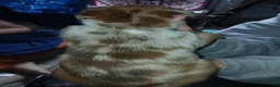 Mixed Breed dogs for sale: Mixed Breed 1 - Ad 2