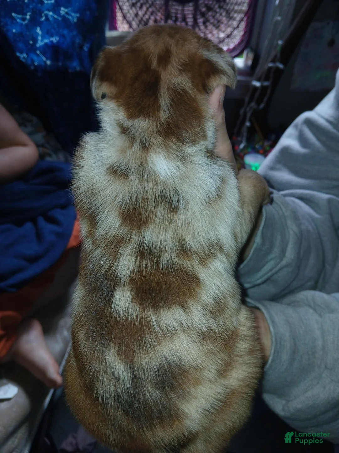 Mixed Breed dogs for sale: Mixed Breed 1 - Ad 2