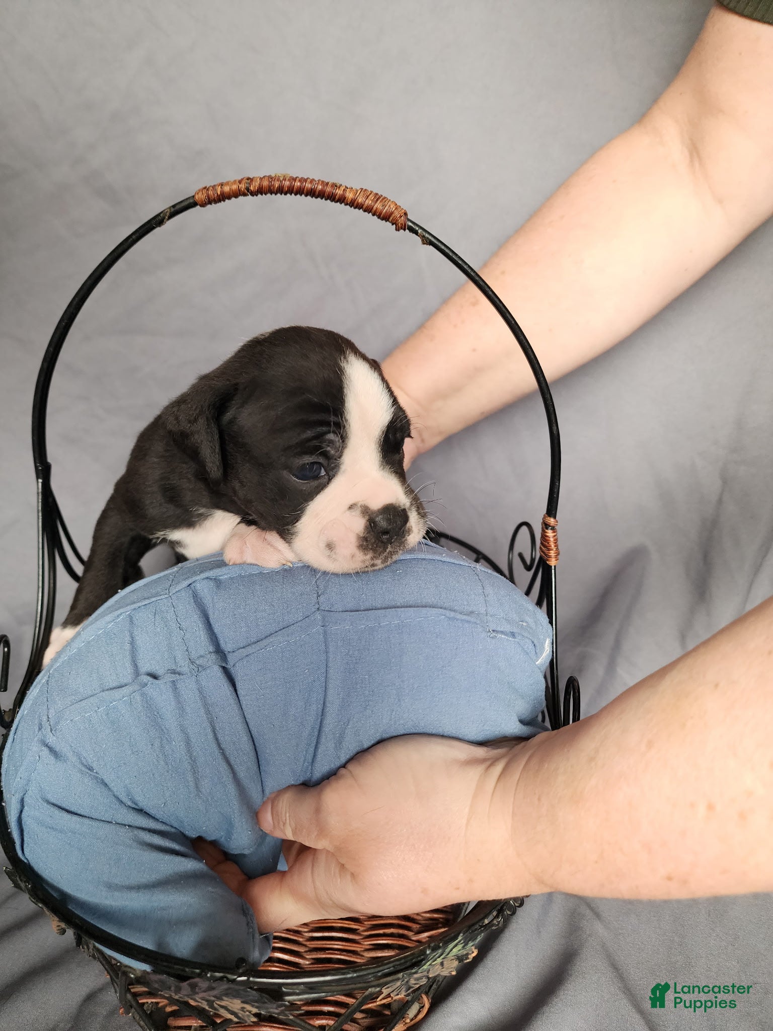 Olde English Bulldogge dogs Olde English Bulldogge Puppy 8 - Ad 1