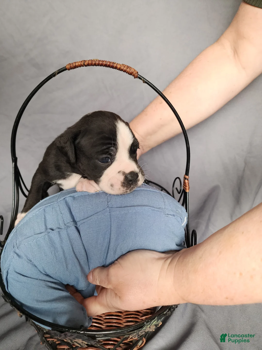 Olde English Bulldogge dogs for sale: Olde English Bulldogge Puppy 8 - Ad 1