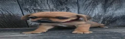 Puggle dogs for sale: Smudge - Ad 4
