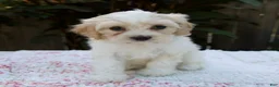 Cavapoo dogs for sale: Fiona - Ad 5