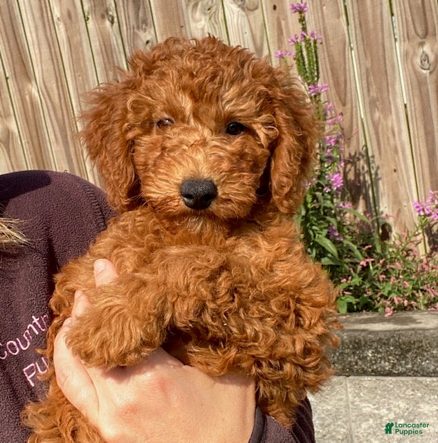 Mini Goldendoodle dogs Nelly - Ad 1