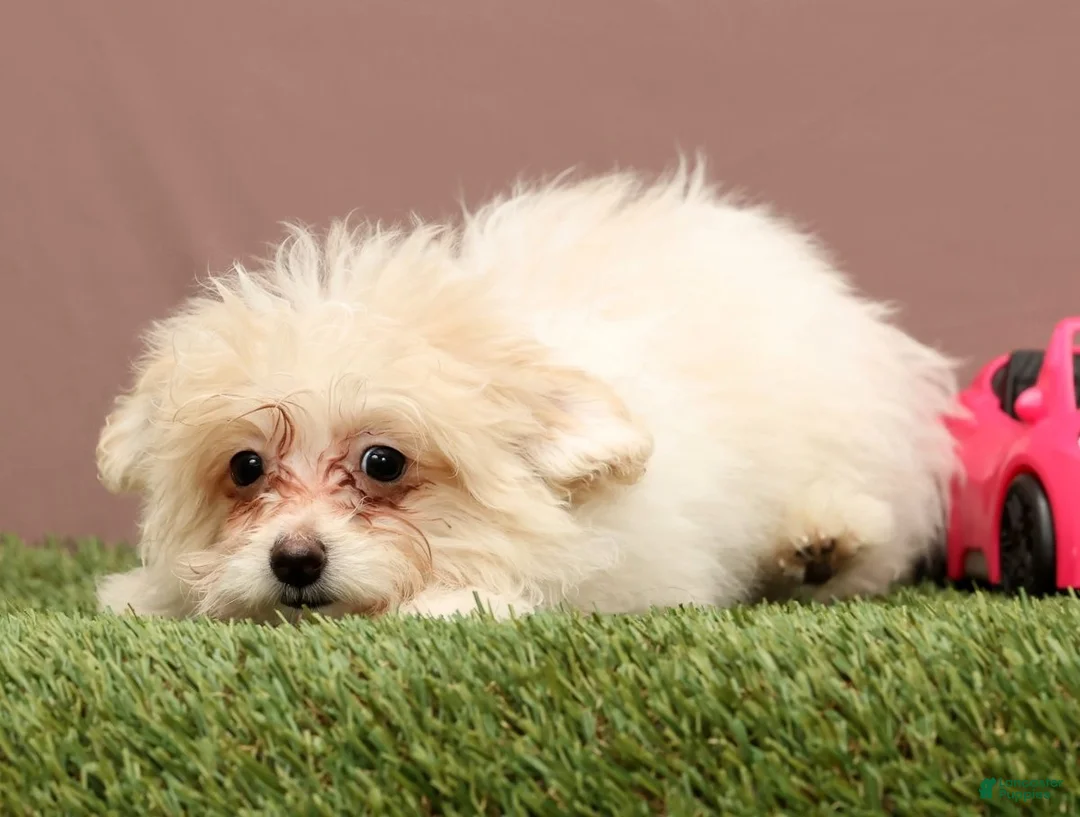 Teddy Bear dogs for sale: Quinn - Ad 6