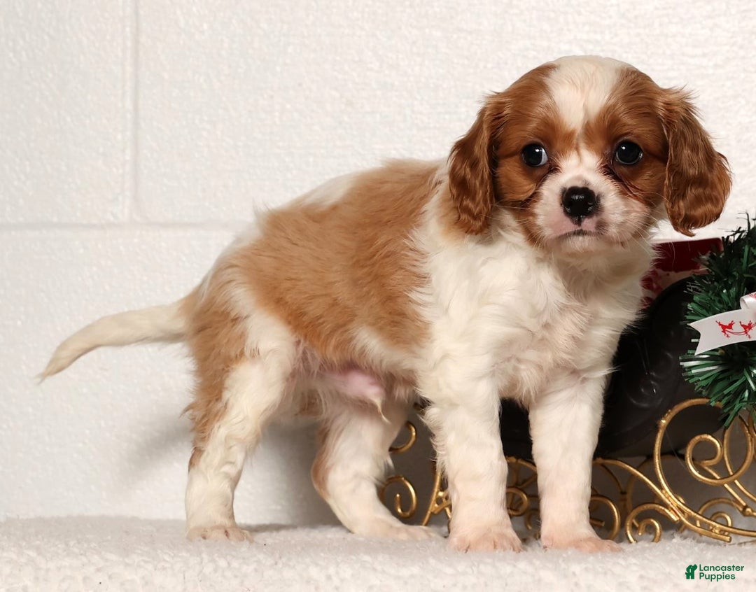 Cavapoo dogs for sale: George - Ad 4