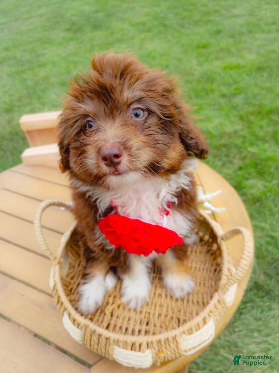 Aussiedoodle dogs Winter Melon - Ad 2