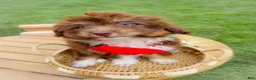 Aussiedoodle dogs for sale: Winter Melon - Ad 2