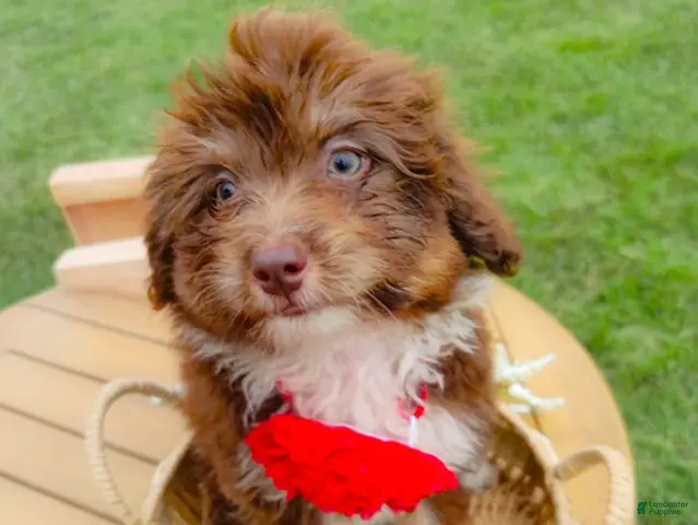 Aussiedoodle dogs for sale: Winter Melon - Ad 2