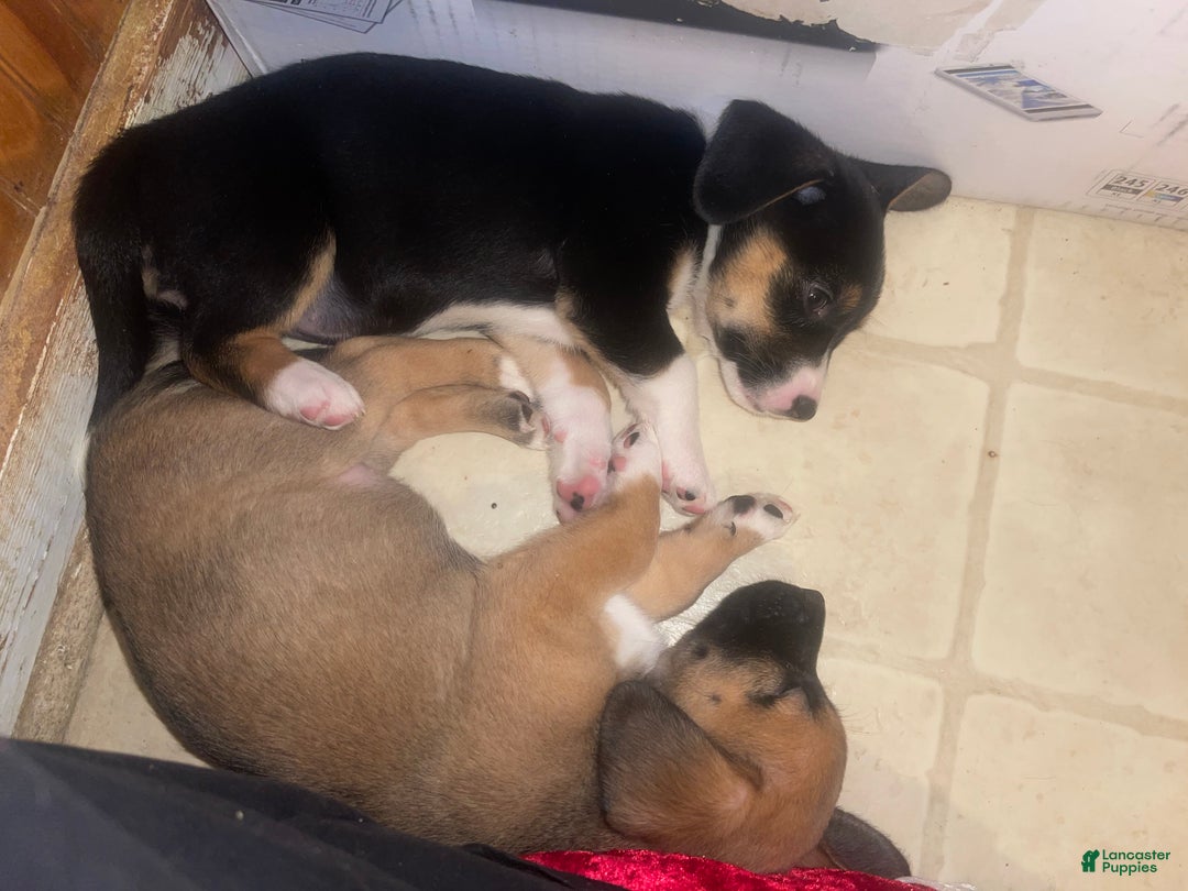 Mixed Breed dogs for sale: Garbanzo - Ad 13
