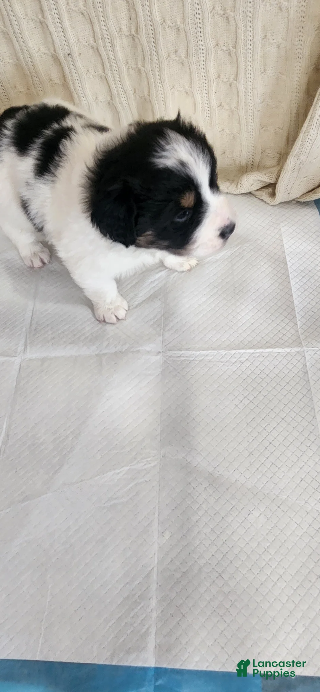 Mixed Breed dogs for sale: Mixed Breed Puppy 3 - Ad 4