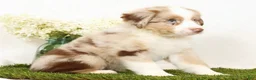 Miniature Australian Shepherd dogs for sale: Leo - Ad 4
