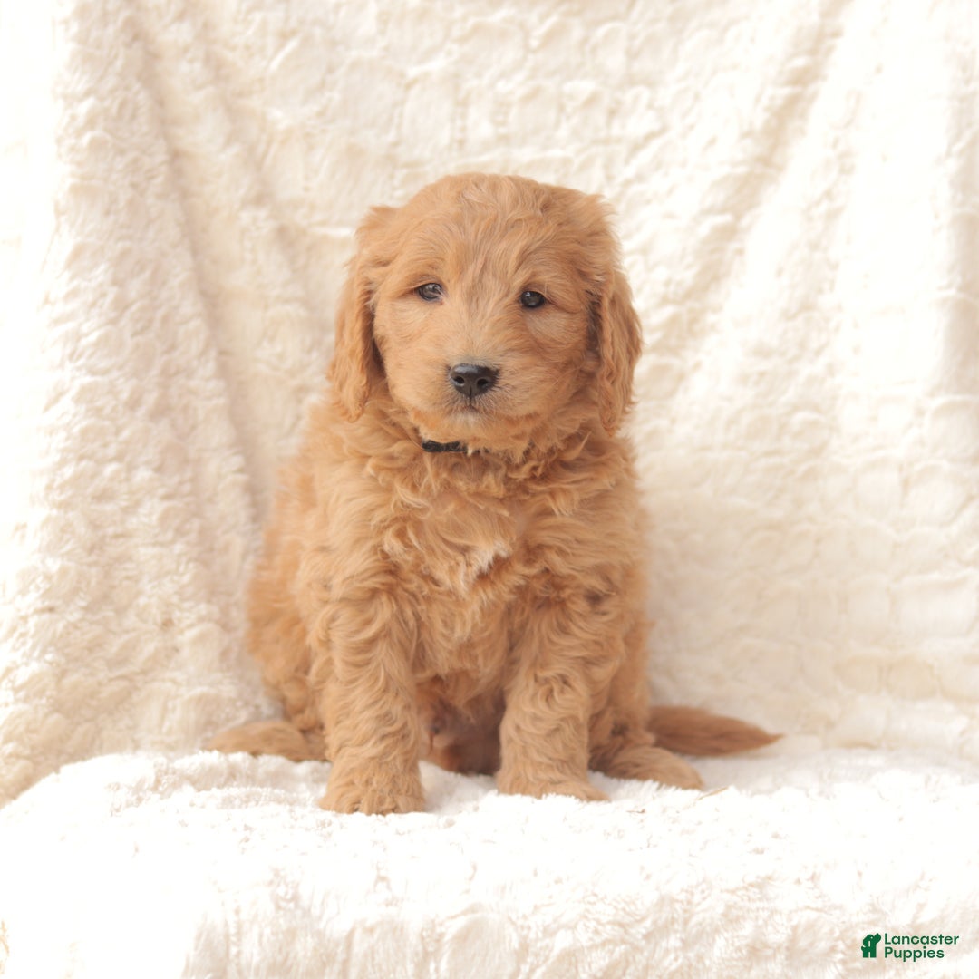 Mini Goldendoodle dogs for sale: Teddy - Ad 2