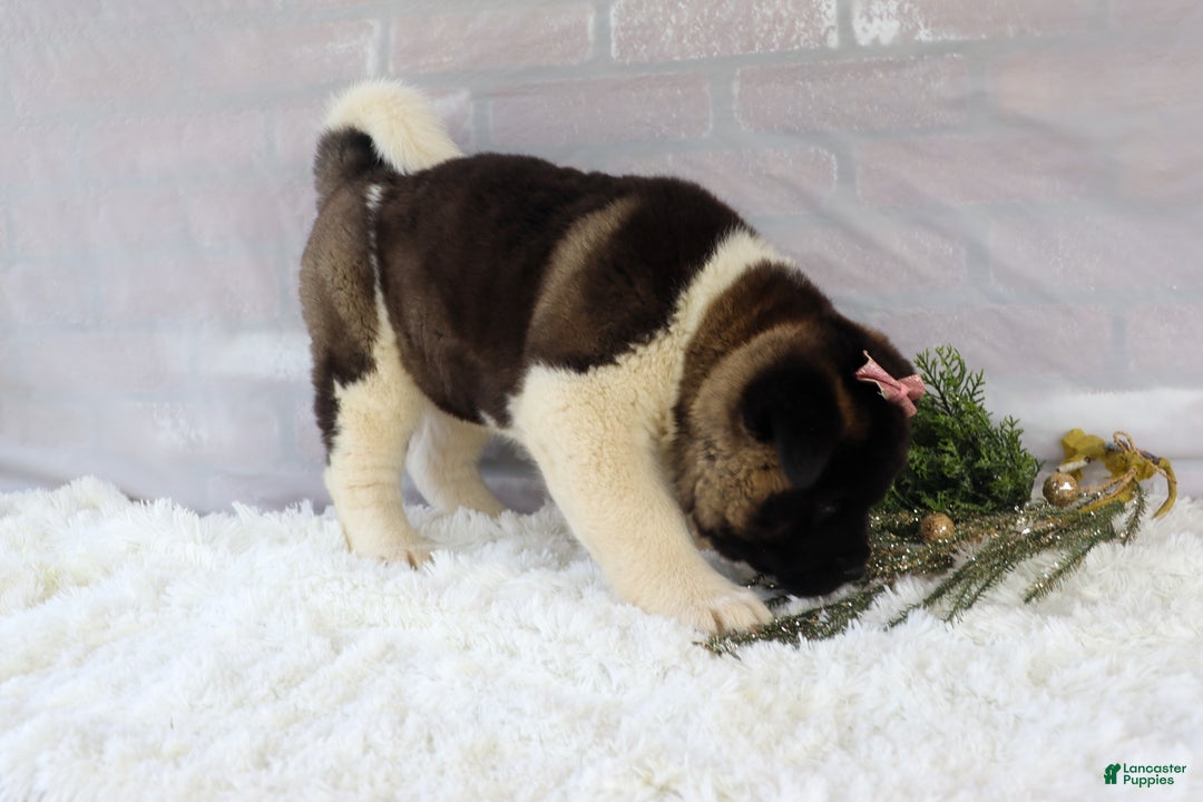 Akita dogs for sale: Rosa - Ad 11