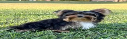 Yorkshire Terrier dogs for sale: Sami - Ad 4