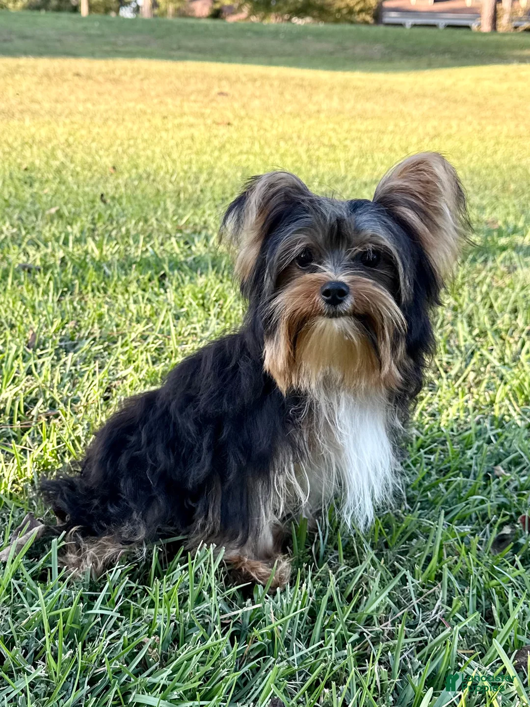 Yorkshire Terrier dogs for sale: Sami - Ad 4