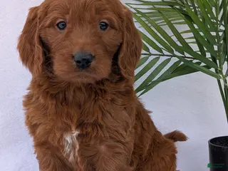 Goldendoodle dogs Ruby - Ad 8
