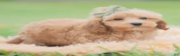 Maltipoo dogs for sale: Nugget - Ad 4
