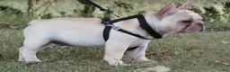 French Bulldog dogs for sale: French Bulldog 1 - Ad 2