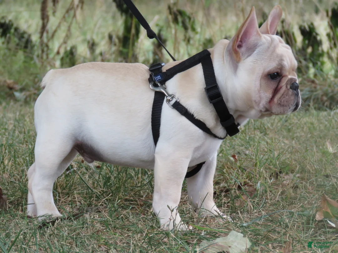 French Bulldog dogs for sale: French Bulldog 1 - Ad 2