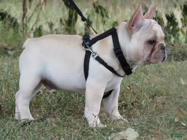 French Bulldog dogs for sale: French Bulldog 1 - Ad 2