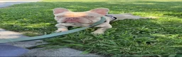 French Bulldog dogs for sale: French Bulldog 2 - Ad 7