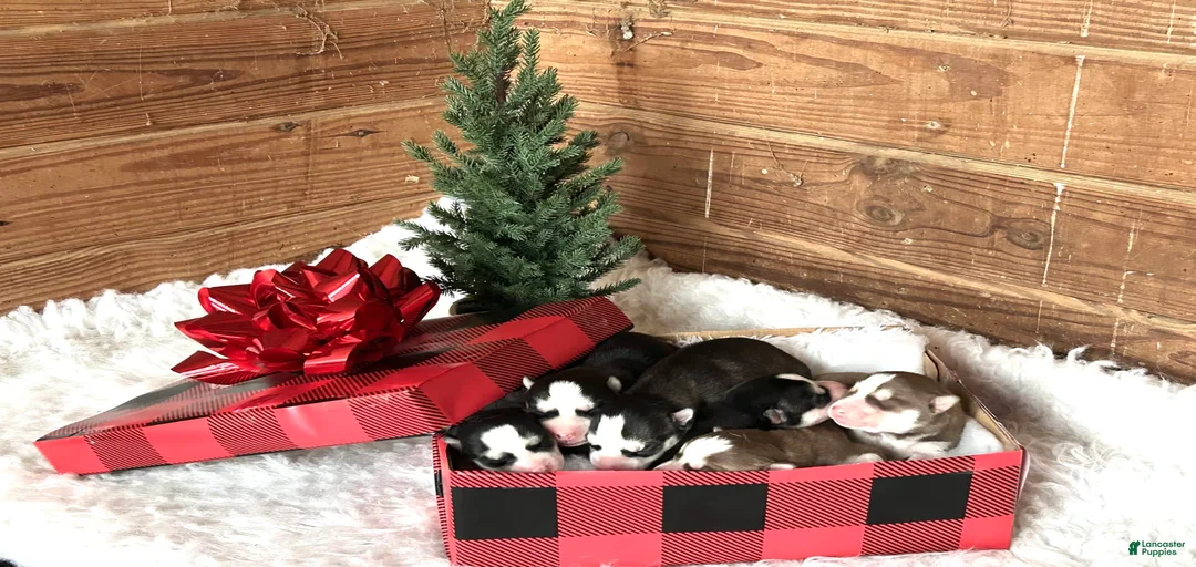 Gallery Image {{count}}