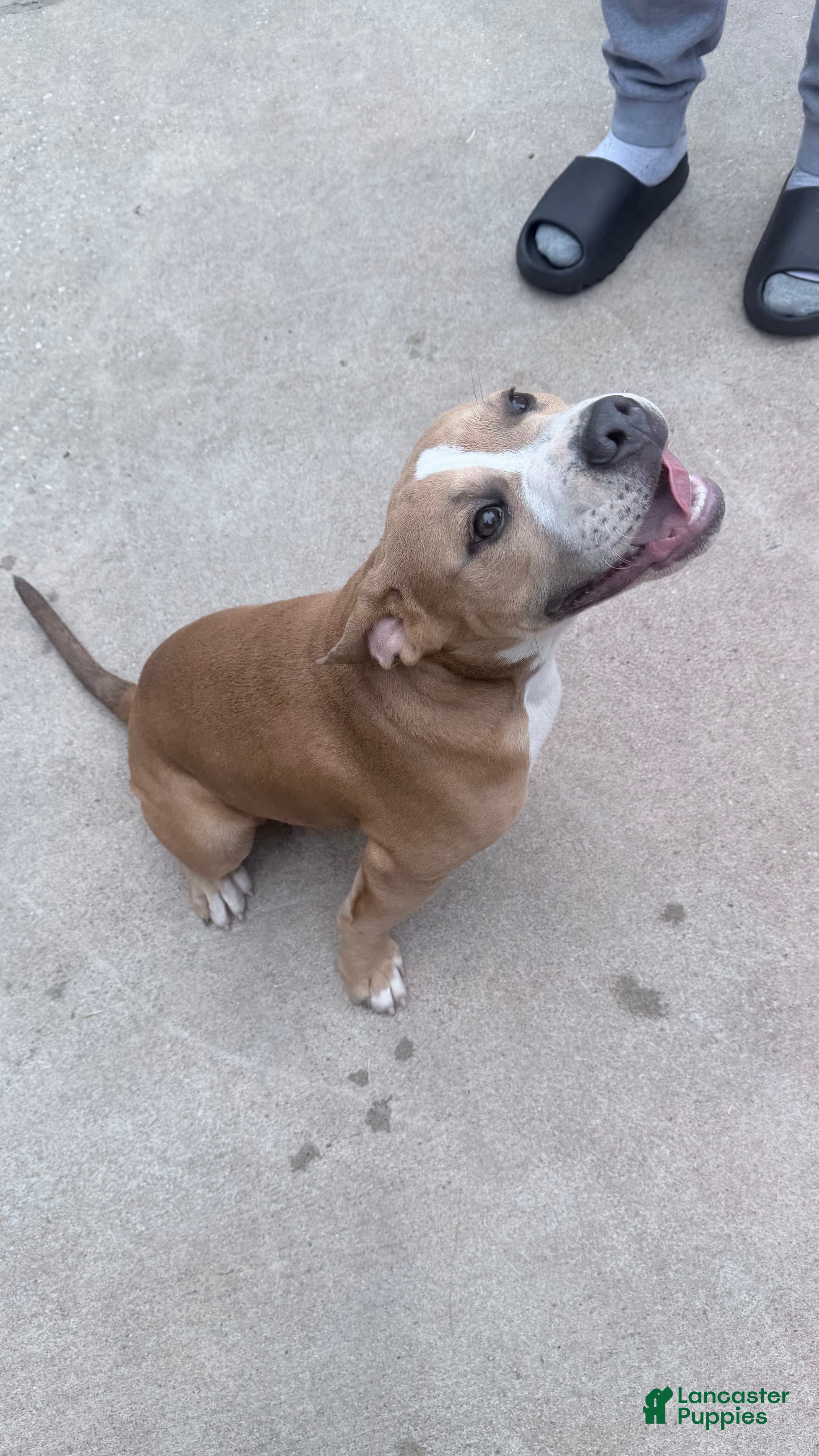 American Bully dogs American Bully Puppy FACE - Ad 1
