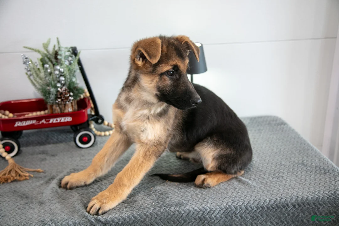 German Shepherd dogs for sale: Gus - Ad 3