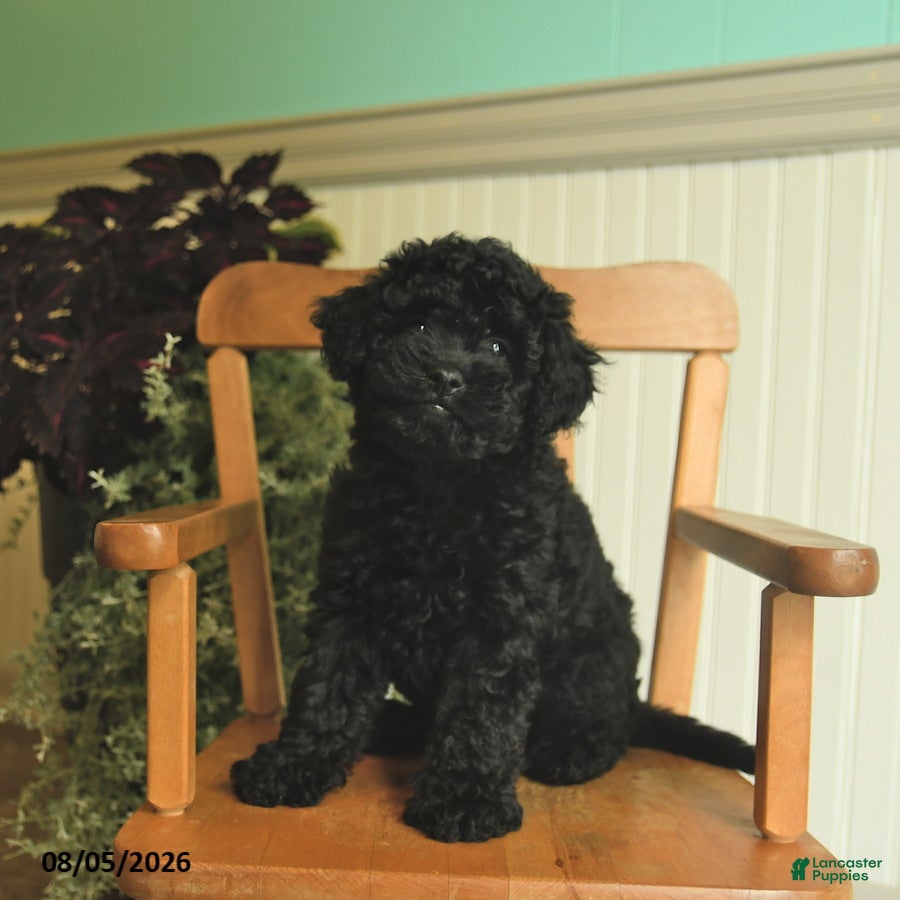 Shihpoo dogs Mia  - Ad 1