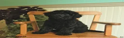 Shihpoo dogs for sale: Mia  - Ad 1