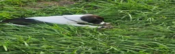 Jack Russell Terrier dogs for sale: Kamikazi - Ad 2