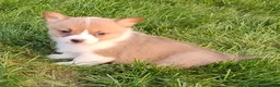 Welsh Corgi Pembroke dogs for sale: Welsh Corgi Pembroke 1 - Ad 2