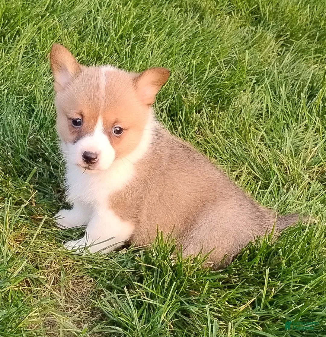 Welsh Corgi Pembroke dogs for sale: Welsh Corgi Pembroke 1 - Ad 2