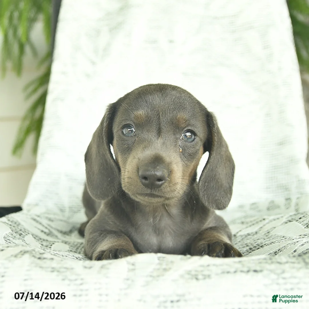 Miniature Dachshund dogs for sale: Gizmo  - Ad 3