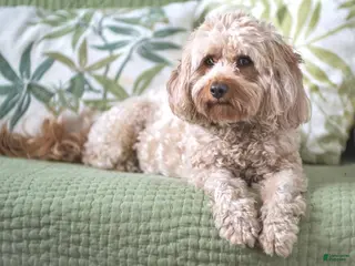 Mixed Breed dogs Scary - Ad 34