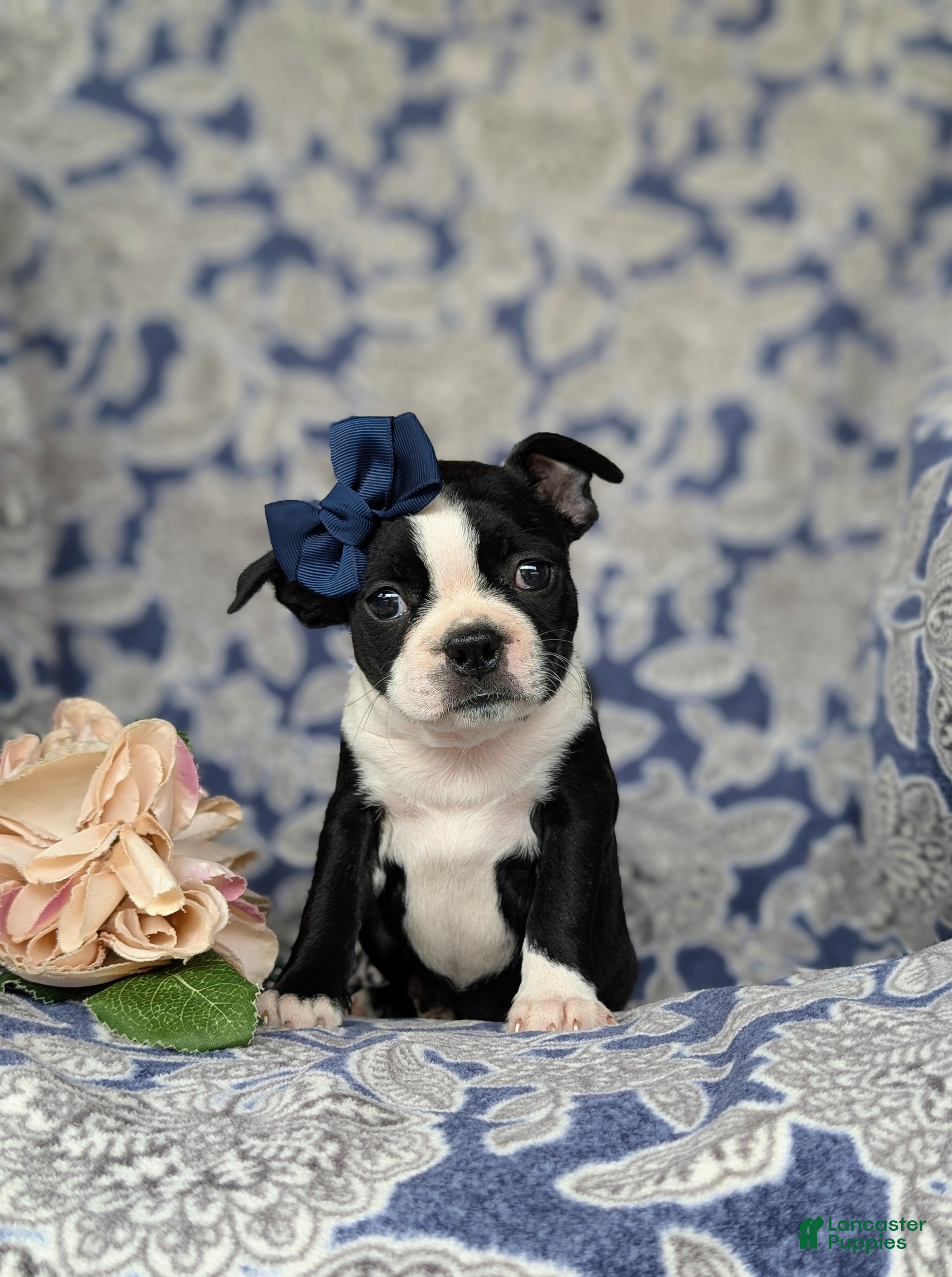 Boston Terrier dogs Elsie - Ad 2