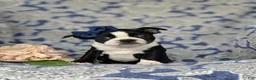 Boston Terrier dogs for sale: Elsie - Ad 2