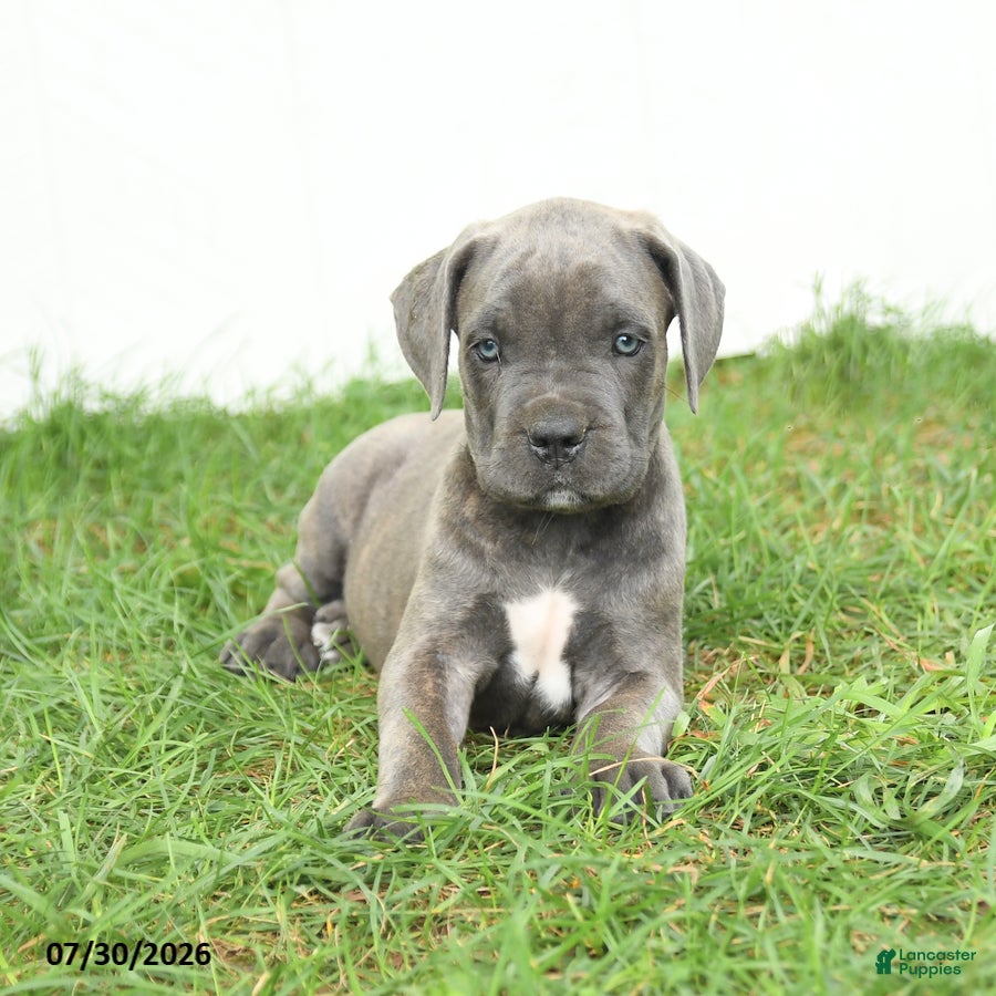 Cane Corso dogs Raven - Ad 2