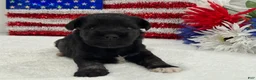 Miniature Schnauzer dogs for sale: Marsha Male 6 - Ad 4