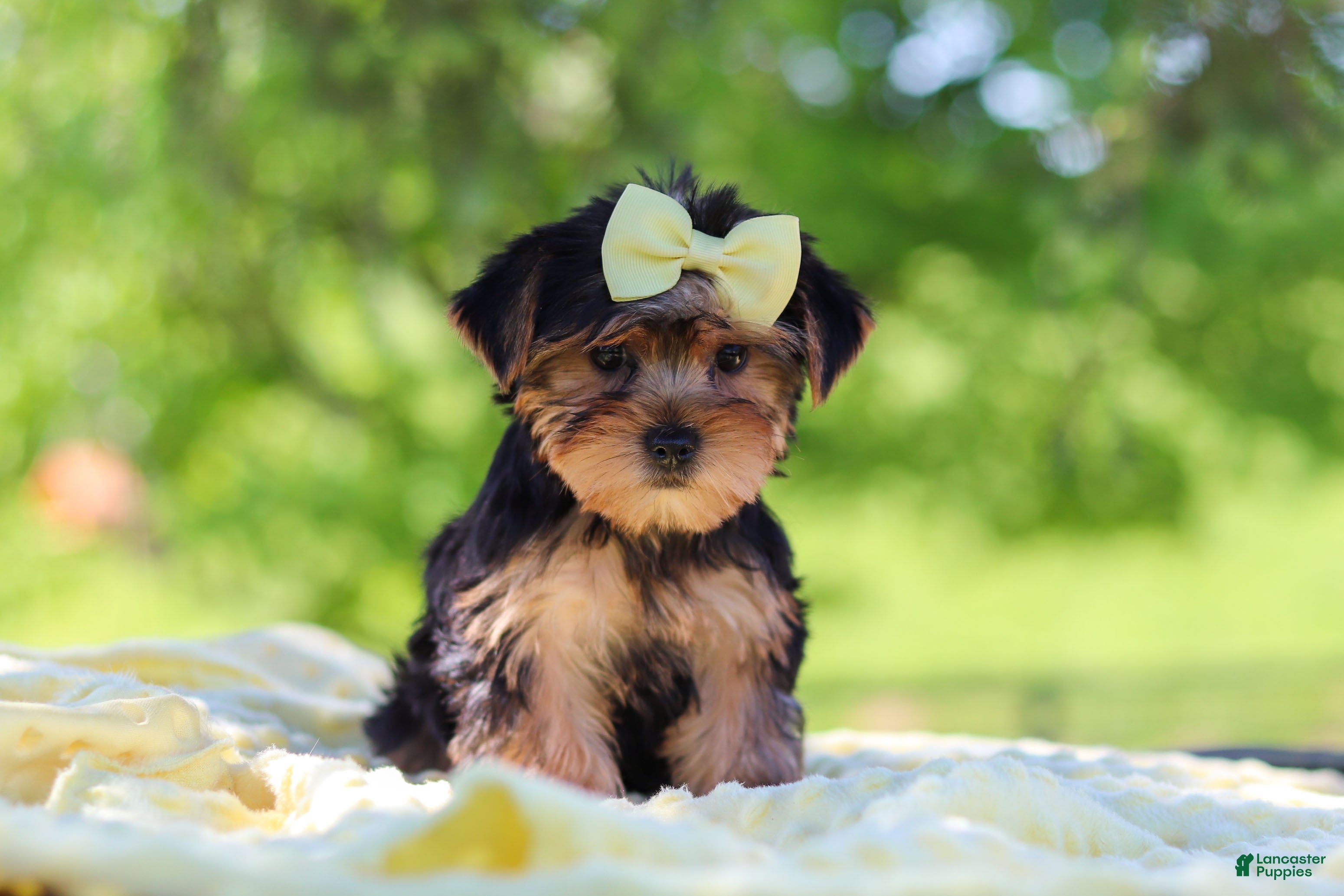 Yorkshire Terrier dogs Miley - Ad 1
