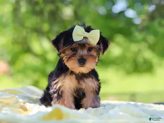 Yorkshire Terrier dogs for sale: Miley - Ad 1