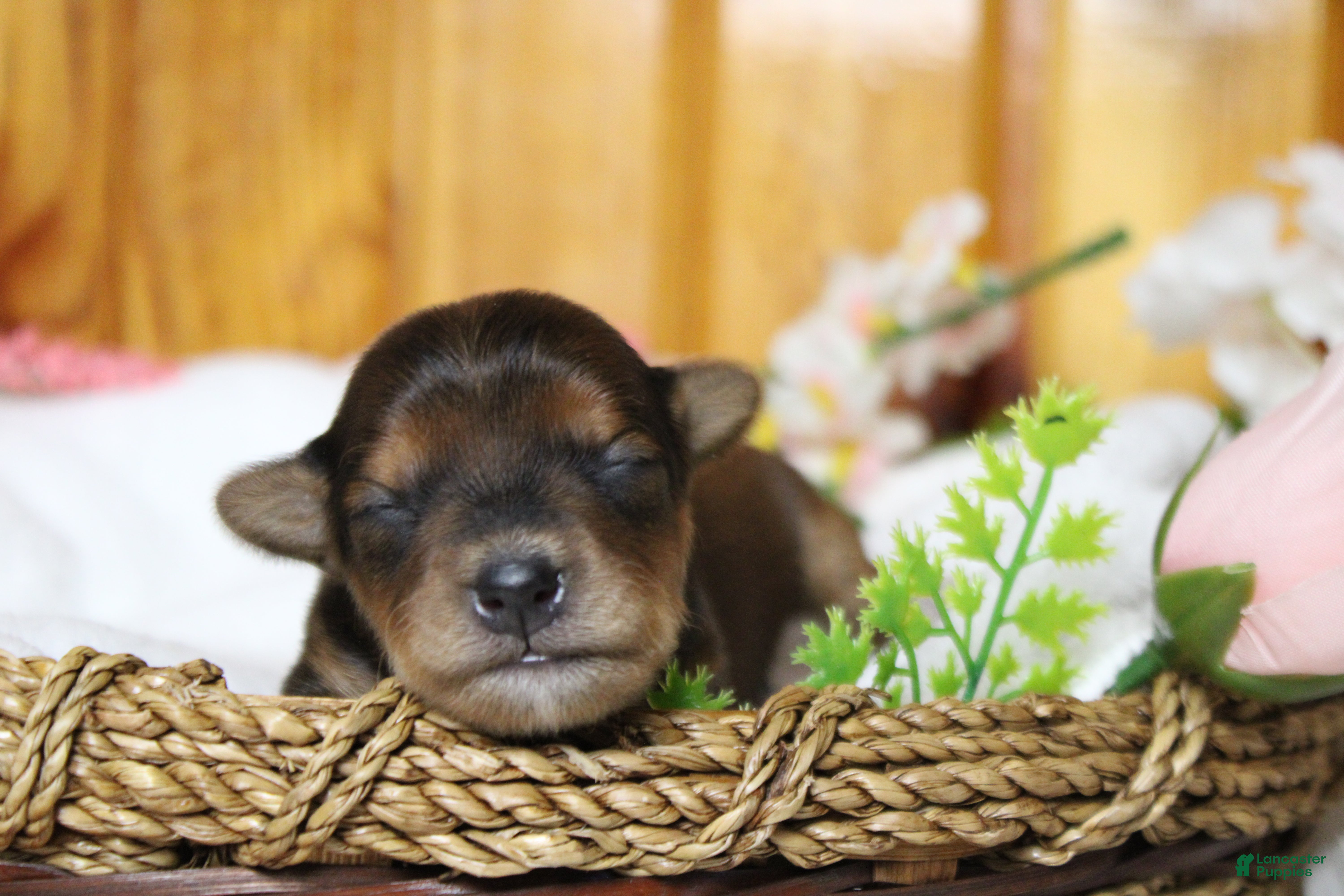 Yorkiepoo dogs Boris  - Ad 6