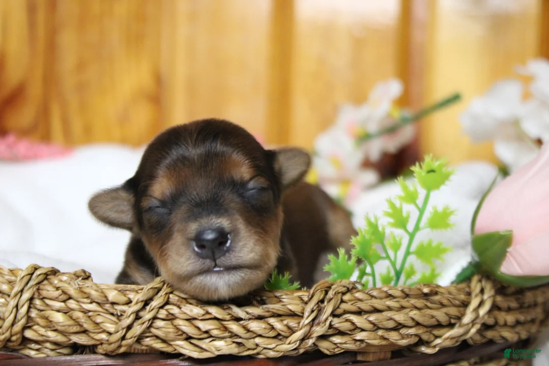 Yorkiepoo dogs for sale: Boris  - Ad 1