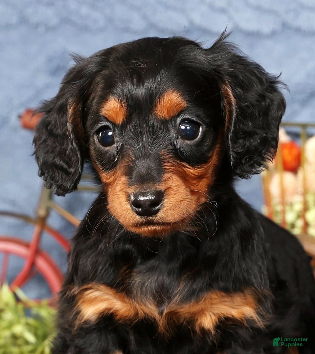 Miniature Dachshund dogs for sale: Natalie - Ad 9