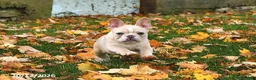 French Bulldog dogs for sale: Willow - Ad 5
