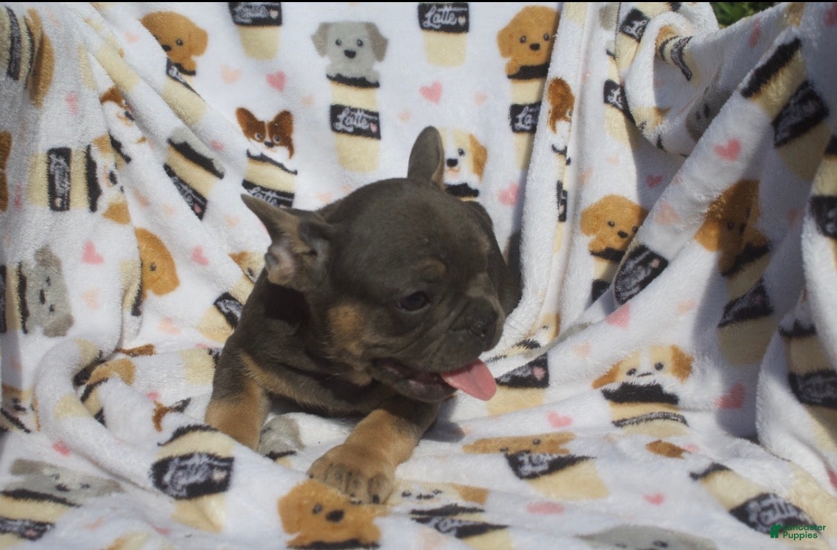 French Bulldog dogs French Bulldog 2 - Ad 2