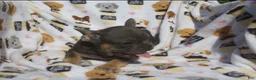 French Bulldog dogs for sale: French Bulldog 2 - Ad 2