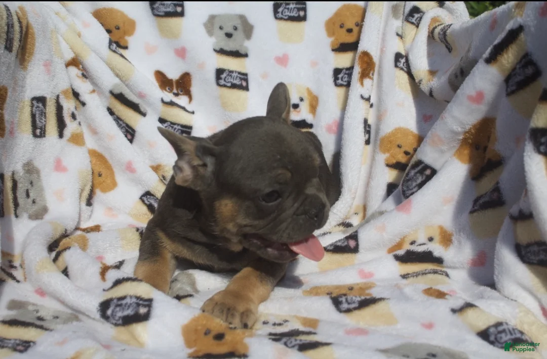 French Bulldog dogs for sale: French Bulldog 2 - Ad 2