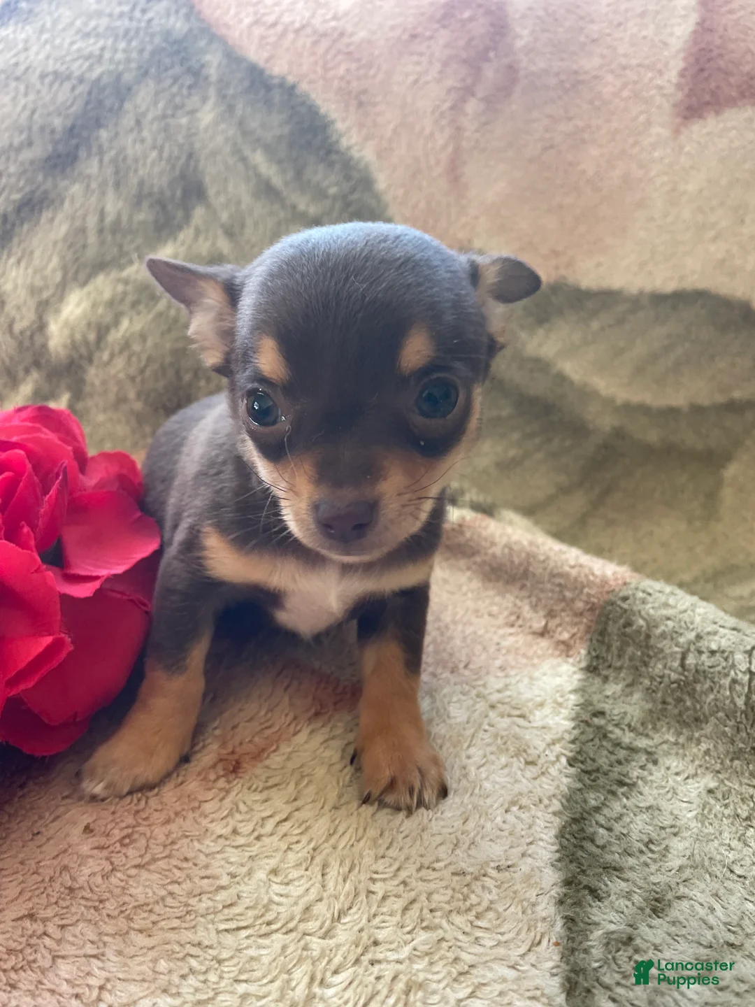 Chihuahua dogs for sale: Pinto - Ad 4